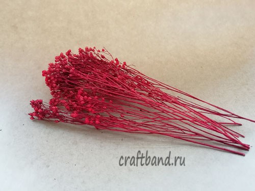 Гипсофила красная окрашенная